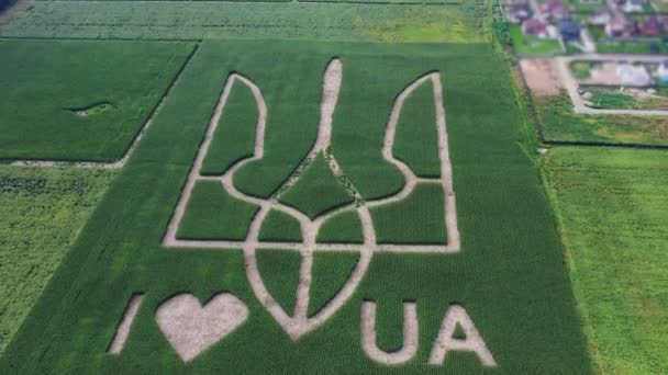 Giant Symbol Country Ukraine Trident Created Corn Sprouts Corn Field — Stock Video