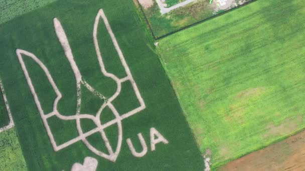 Simbolo Gigante Del Paese Ucraina Tridente Creato Germogli Grano Campo — Video Stock