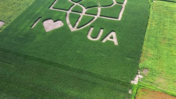 Giant Symbol Country Ukraine Trident Created Corn Sprouts Corn Field — Stock Video