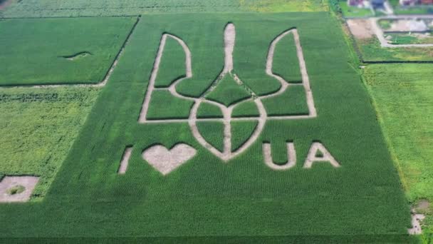 ウクライナの国の巨大なシンボルは トウモロコシ畑でトウモロコシの芽によって作成されたトライデントです 上からの眺め 2021 ウクライナ 村Velyka Oleksandrika — ストック動画