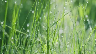 Güneşli bir sabahta yeşil çimenlerin içinde büyük çiy damlalarıyla yavaş hareket ediyorlar. Varlık etkisi. 4K ağır çekim.