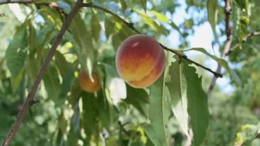 Şeftali ağacının dalında olgunlaşmış şeftali yazın arka planına karşı..