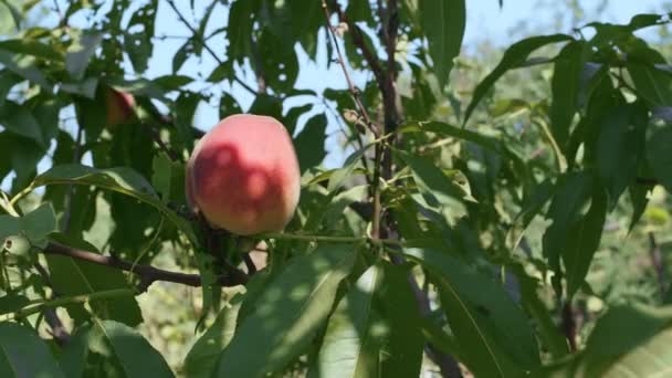 Rijp Grote Perzik Een Perzikboomtak Tegen Achtergrond Van Zomerse Natuur — Stockvideo