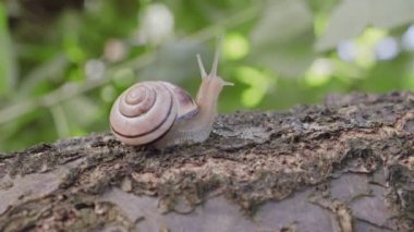 Bahçe salyangozu, bir ağaç gövdesi boyunca yavaşça sürünerek bokeh yapraklarının arka planına 