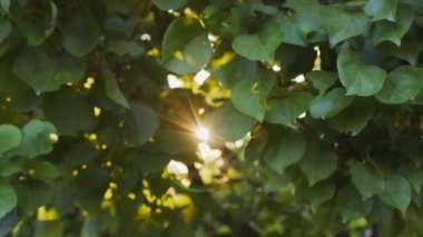 Akşam güneşinin günbatımındaki turuncu ışınlar kayısı ağacının yaz yaprakları arasında yol alırlar. Yavaş çekim 4K video.