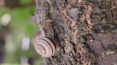 Bahçe salyangozu, bir ağaç gövdesi boyunca yavaşça sürünerek bokeh yapraklarının arka planına 