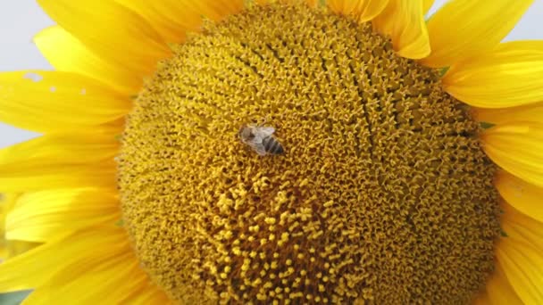 Abeille Pollinise Tournesol Dans Lumière Jour Été Sur Champ Tournesol — Video