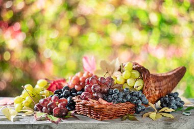 Eski ahşap masadaki üzümler ve bulanık sonbahar arkaplanı. Sonbahar kornucopiasının veya bolluğun sembolü olarak olgun renkli üzümlerin çeşitliliği.