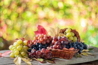 Eski ahşap masadaki üzümler ve bulanık sonbahar arkaplanı. Sonbahar kornucopiasının veya bolluğun sembolü olarak olgun renkli üzümlerin çeşitliliği.