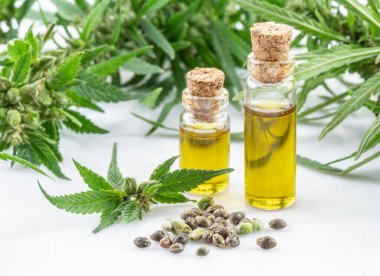 Kenevir bitkisi, tohum ve kenevir yağı beyaz arka planda izole edilmiş. Kapat..