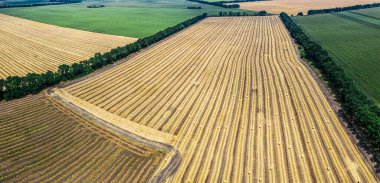 Toplanan buğday tarlalarının ve yeşil tarlaların havadan görüntüsü. Ot yığınları tarımın üzerinde yatıyordu. Fotoğraf drone 'da çekildi.