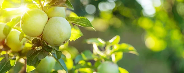 사과가지에 황금빛 사과를 얹는다 가까이 과수원의 과일들 — 스톡 사진