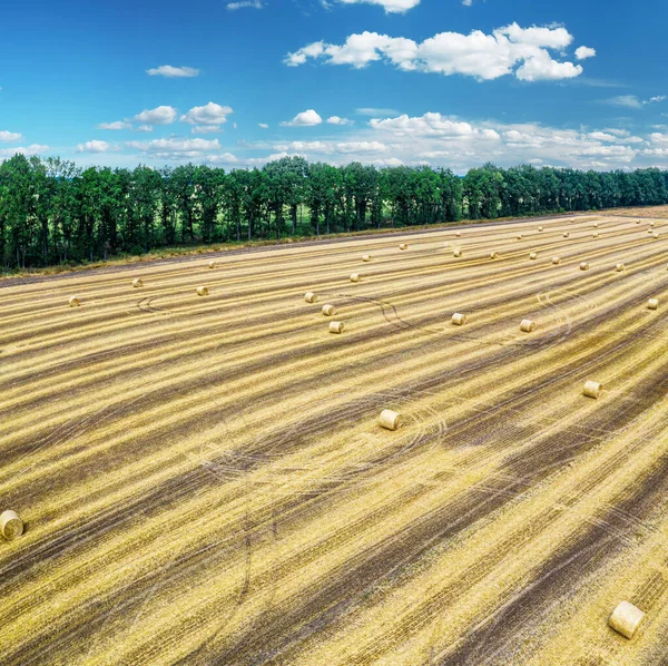 Vista Aérea Campo Trigo Colhido Céu Azul Fundo Haystacks Jazia — Fotografia de Stock