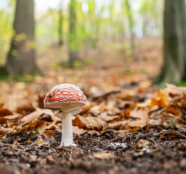 Liten Amanita Muscaria Eller Flyga Agarisk Svamp Höstskogen Närbild — Stockfoto