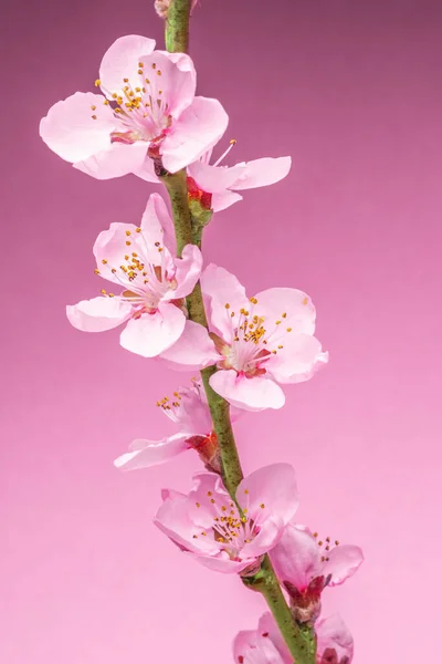 Blooming Peach Branch Pink Background Symbol Life Beginning Awakening Nature — Stock Photo, Image