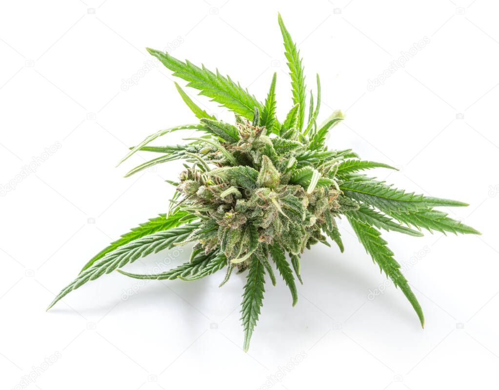 Raceme top of cannabis plant isolated on white background. Close up.