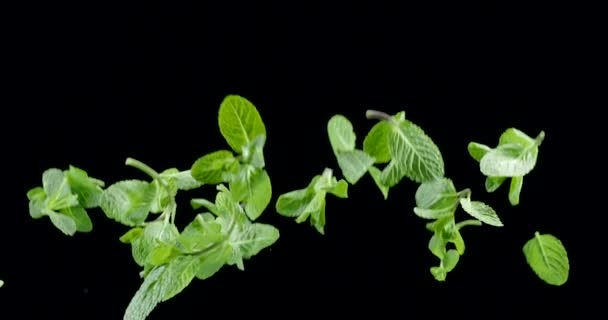 Folhas Frescas Hortelã Verde Voam Lentamente Para Cima Caem Fundo — Vídeo de Stock