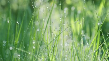 Güneşli bir sabahta yeşil çimenlerin içinde büyük çiy damlalarıyla yavaş hareket ediyorlar. Varlık etkisi. 4K ağır çekim.