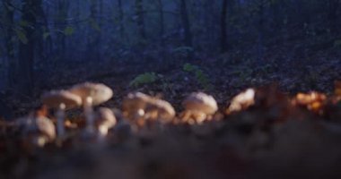 Akşam ormanlarında mistik sonbahar sinekleri uçar..