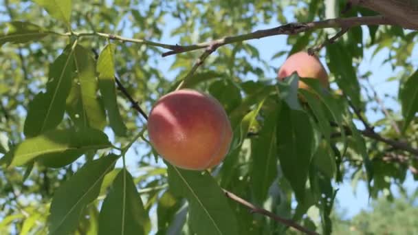 Rijp Grote Perzik Een Perzikboomtak Tegen Achtergrond Van Zomerse Natuur — Stockvideo