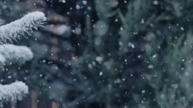 Mavi ladin dallarının arka planına rastgele kar yağar. Sakin bir kış Noel arkaplanı.