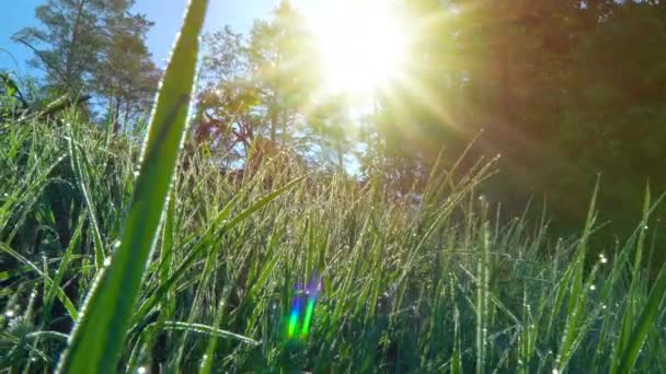 Beau Paysage Été Ukrainien Par Une Journée Ensoleillée Été — Video