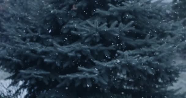 Natuurlijke Willekeurig Vallende Sneeuw Een Achtergrond Van Blauwe Sparren Takken — Stockvideo
