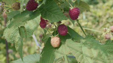 Olgun kırmızı ahududu, bir ahududu çalısı üzerinde yaz doğasının arka planında.