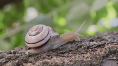 Bahçe salyangozu, bir ağaç gövdesi boyunca yavaşça sürünerek bokeh yapraklarının arka planına 