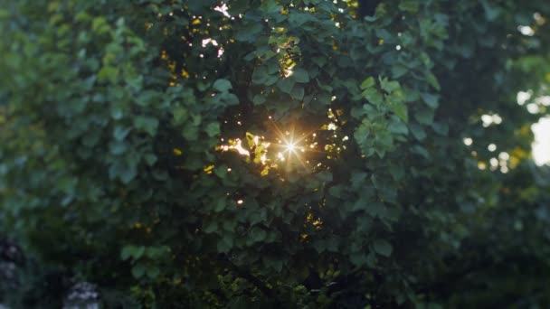 Akşam Güneşinin Günbatımındaki Turuncu Işınlar Kayısı Ağacının Yaz Yaprakları Arasında — Stok video
