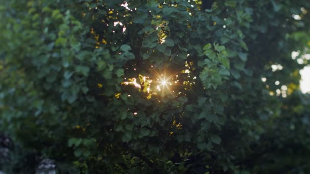 Los Rayos Anaranjados Del Atardecer Abren Paso Través Del Follaje — Vídeos de Stock