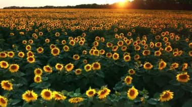 Ayçiçeği tarlasının güzel bir akşam batımında çekilmiş robot videosu. Yaz akşamları ayçiçeklerinin 4K hava görüntüsü. Tarım ayçiçeği tarlasında yavaş kamera hareketi. 
