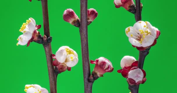 Flores Primavera Flores Albaricoque Rama Albaricoques Florecen Sobre Fondo Verde — Vídeo de stock