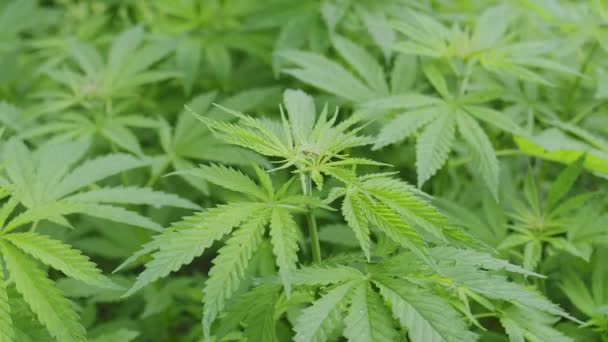Arbustos Cannabis Medicinal Livre — Vídeo de Stock