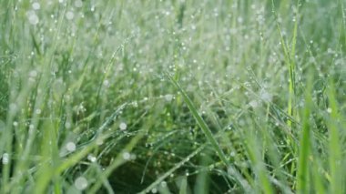 Güneşli bir sabahta yeşil çimenlerin içinde büyük çiy damlalarıyla yavaş hareket ediyorlar. Varlık etkisi. 4K ağır çekim.