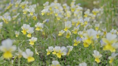 Bahar ormanındaki Pansy Çiçekleri boyunca kamera yavaşça takip ediyor..