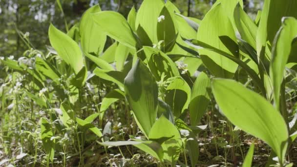Kamera Powoli Podąża Wiosennymi Zielonymi Liśćmi Dzikich Lilii Doliny Lesie — Wideo stockowe