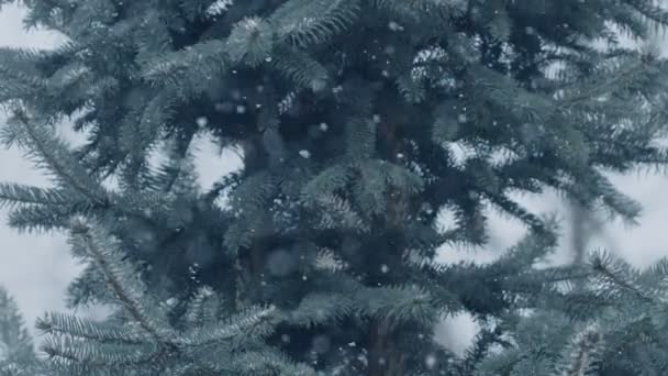 在蓝色云杉枝干的背景上 自然地随风飘雪 — 图库视频影像