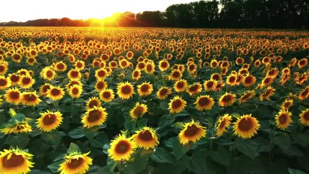 Drohnenvideo Von Sonnenblumenfeld Einem Schönen Abendsonnenuntergang Luftaufnahme Von Sonnenblumen Sommerabend — Stockvideo