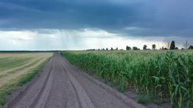 Büyüyen mısır tarlaları. Drone, fırtınalı bir gökyüzü ve arka planda ağır bulutlarla yol boyunca yavaşça ilerler..