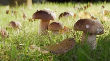 Bir sonbahar ormanında olgun porcini mantarları (boletus veya cep), aşağıdan çekim yaparak büyük bir Porcini mantarına doğru hareket eder.. 