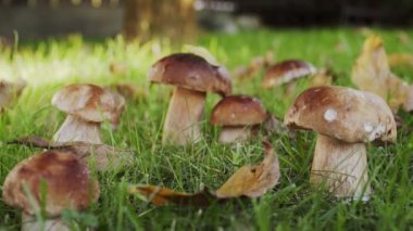 Bir sonbahar ormanında olgun porcini mantarları (boletus veya cep), aşağıdan çekim yaparak büyük bir Porcini mantarına doğru hareket eder.. 
