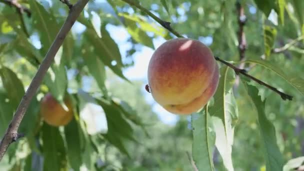 Rijp Grote Perzik Een Perzikboomtak Tegen Achtergrond Van Zomerse Natuur — Stockvideo