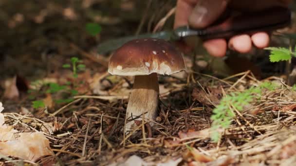 Érett Porcini Gomba Boletus Vagy Cep Őszi Erdőben Egy Gombaszedő — Stock videók