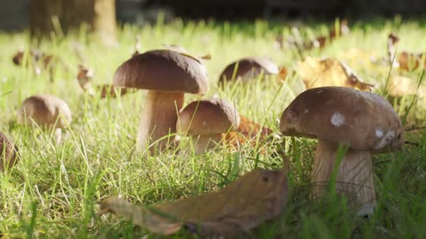 在秋天的森林里 蘑菇采摘者的手用蘑菇刀割开了一个很大的蘑菇 — 图库视频影像