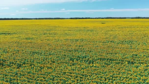 Drohnenvideo Vom Sonnenblumenfeld Luftaufnahme Von Sonnenblumen Sonnigen Sommertagen Langsame Kamerafahrt — Stockvideo