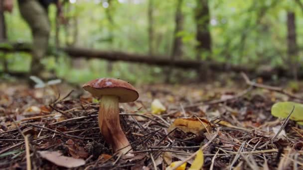 Ripe Bay Bolete Mushroom Badius Het Herfstbos Blur Mushroom Picker — Stockvideo