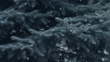Mavi ladin dallarının arka planına rastgele kar yağar. Sakin bir kış Noel arkaplanı.