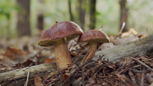 Maturare Due Funghi Bolete Baia Badius Nella Foresta Autunnale Mano — Video Stock