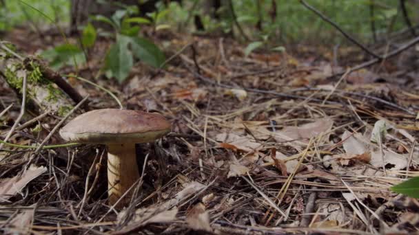 Ripe Bay Bolete Mushrooms Badius Het Najaar Bos Hand Van — Stockvideo
